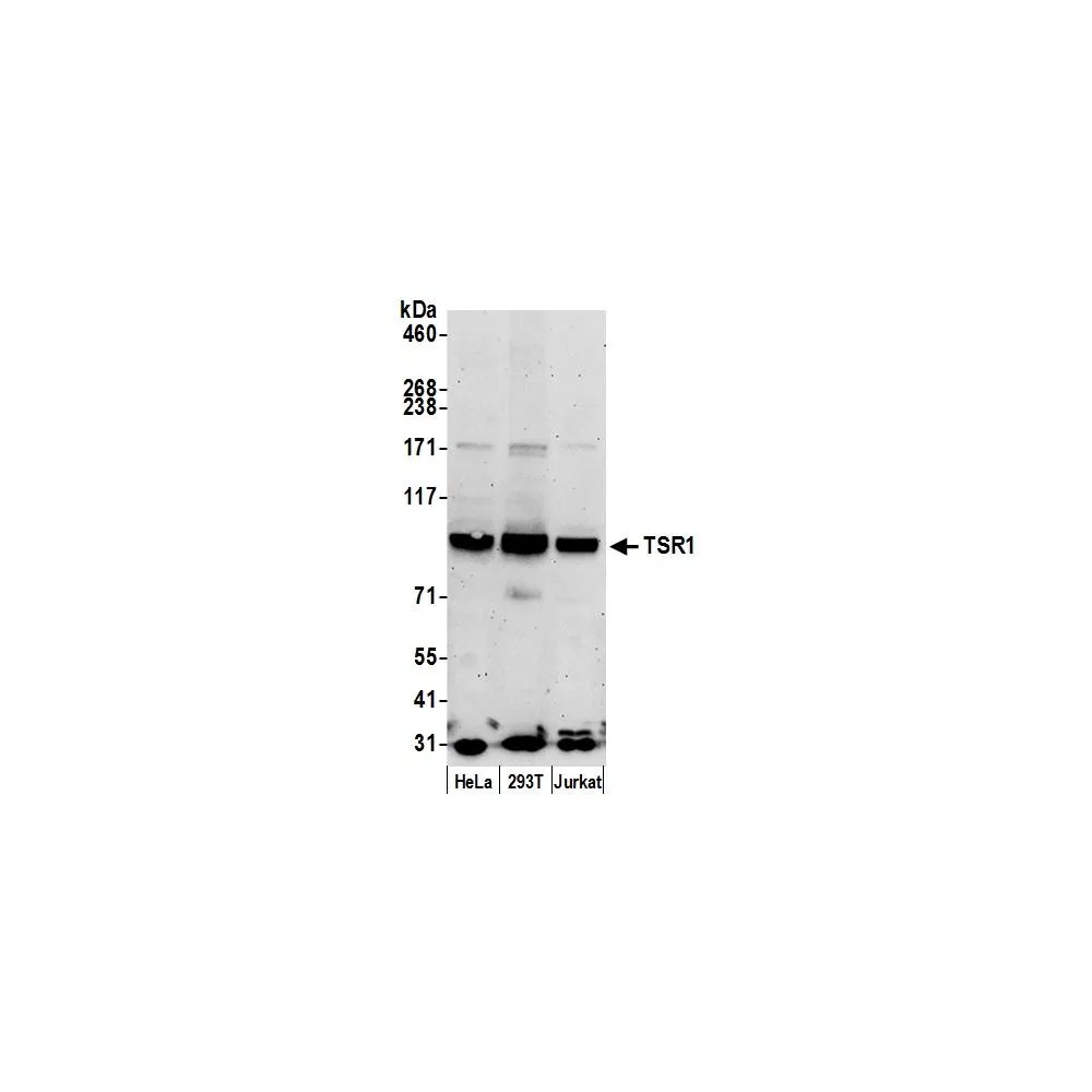 Rabbit anti-TSR1 Antibody, Affinity Purified