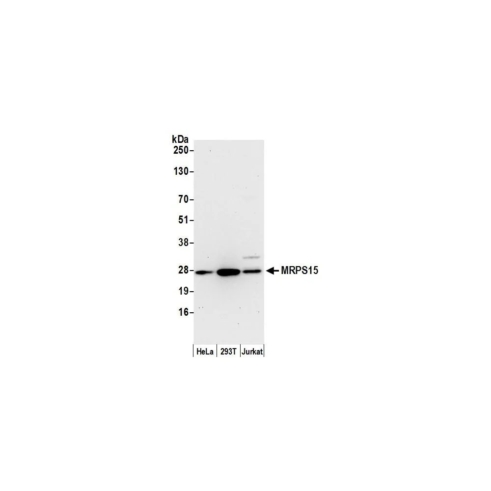 Rabbit anti-MRPS15 Antibody, Affinity Purified