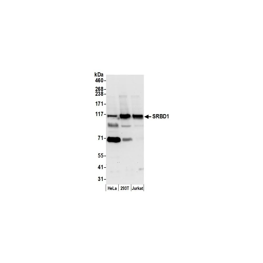 Rabbit anti-SRBD1 Antibody, Affinity Purified