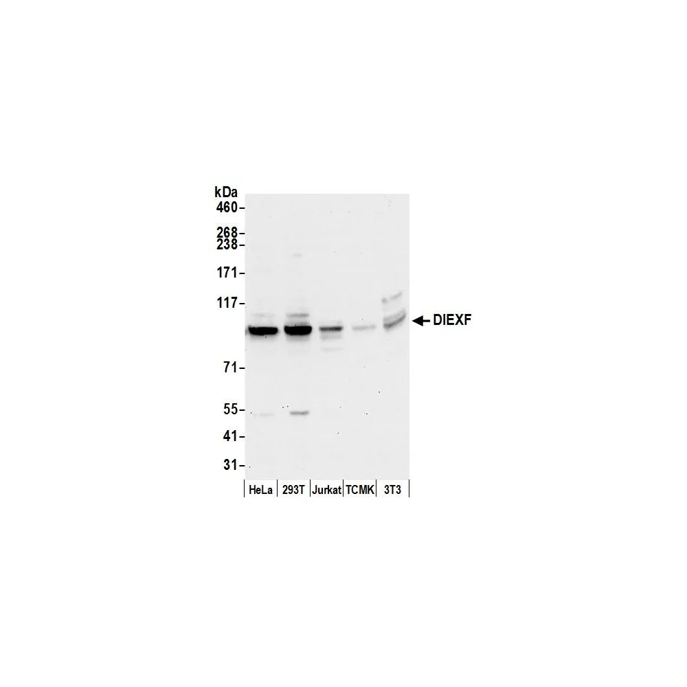 Rabbit anti-DIEXF/C1orf107 Antibody, Affinity Purified