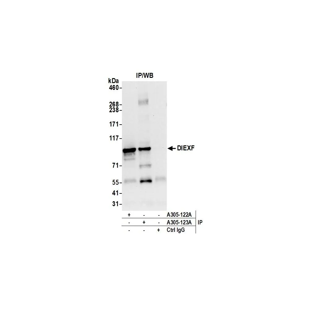 Rabbit anti-DIEXF/C1orf107 Antibody, Affinity Purified