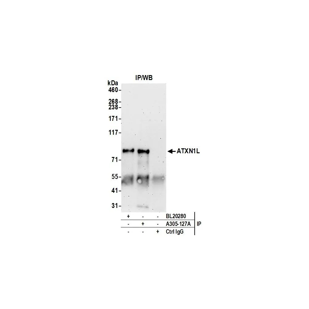 Rabbit anti-ATXN1L Antibody, Affinity Purified