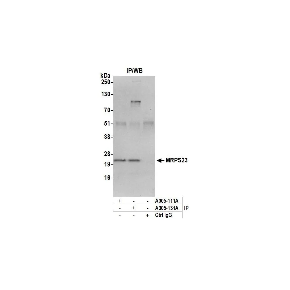 Rabbit anti-MRPS23 Antibody, Affinity Purified