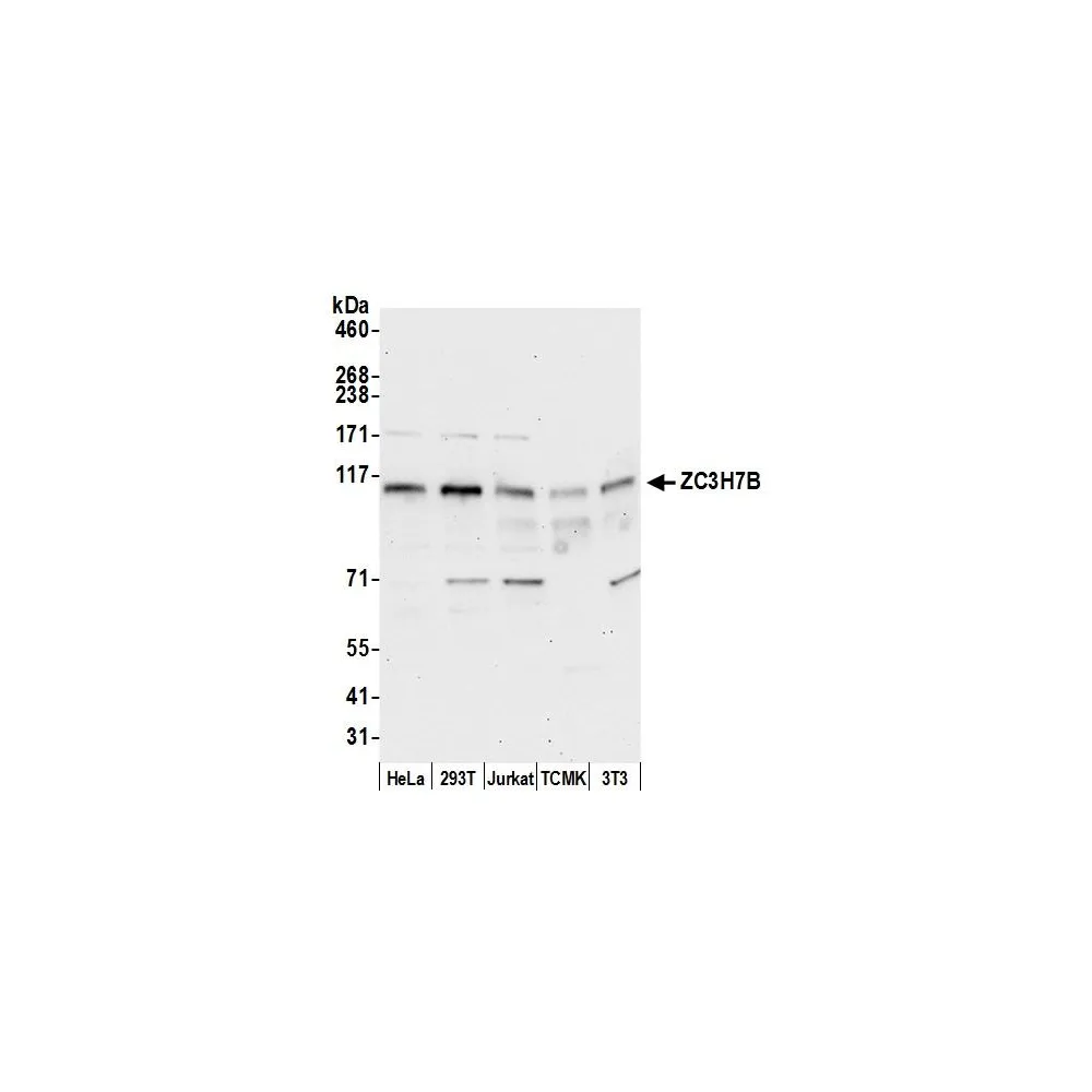 Rabbit anti-ZC3H7B Antibody, Affinity Purified