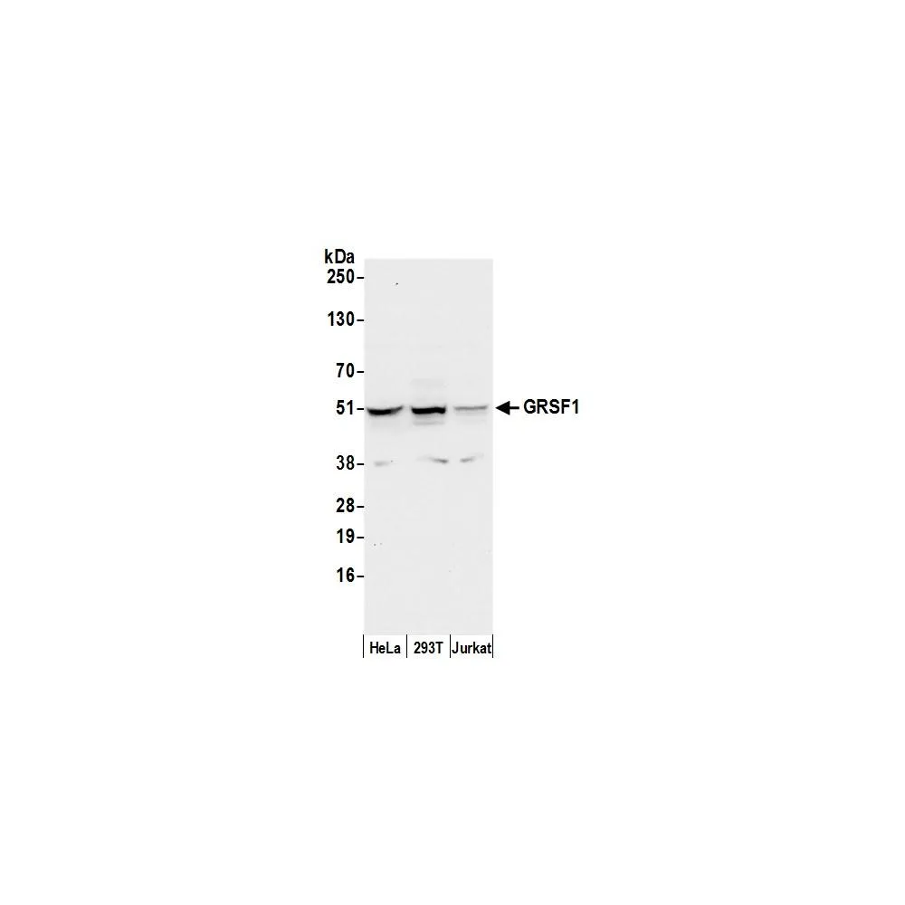 Rabbit anti-GRSF1 Antibody, Affinity Purified