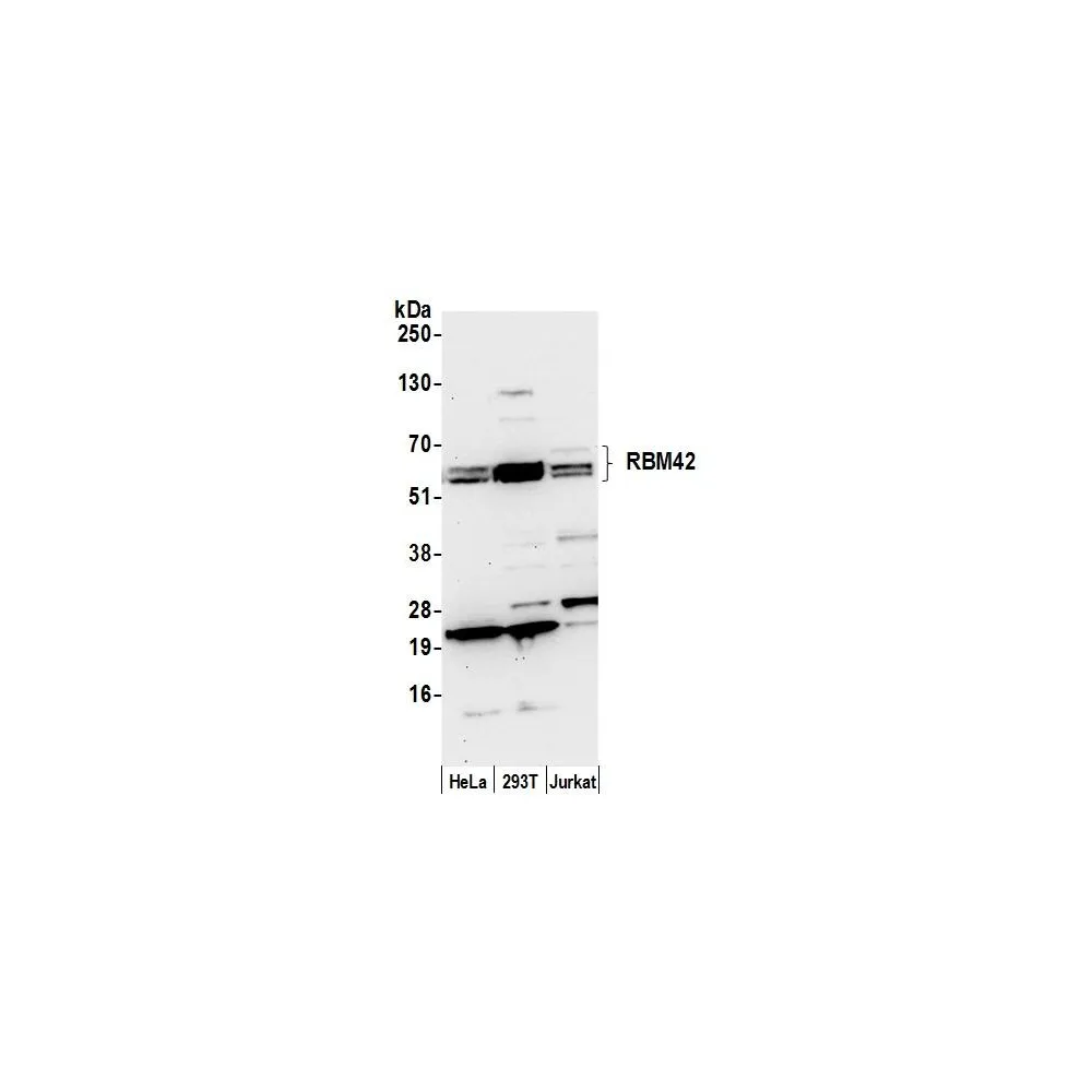Rabbit anti-RBM42 Antibody, Affinity Purified