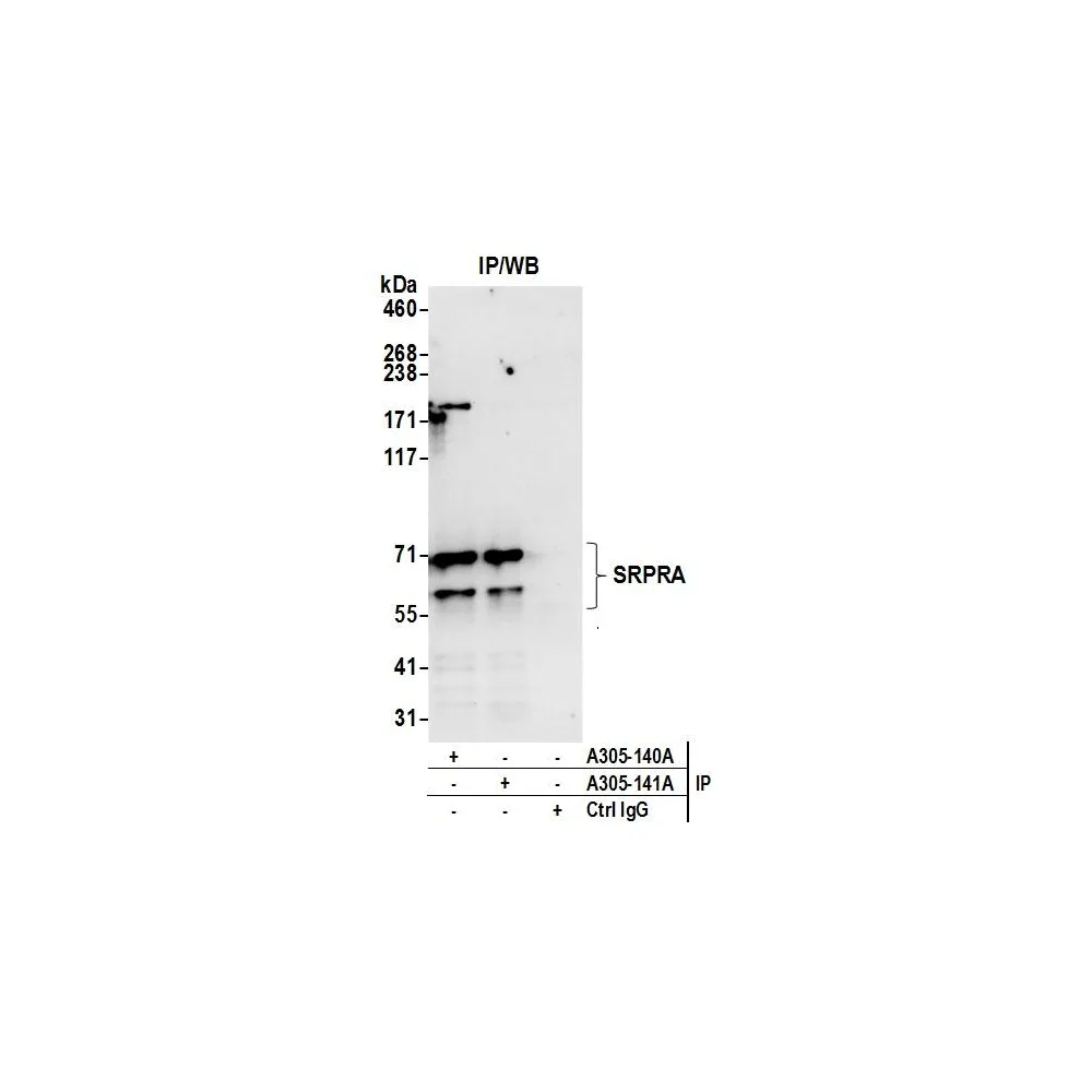 Rabbit anti-SRPRA/SRPR Antibody, Affinity Purified