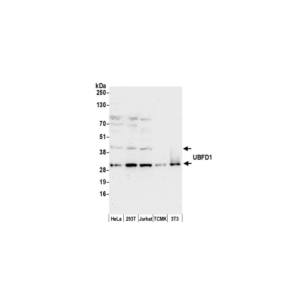 Rabbit anti-UBFD1 Antibody, Affinity Purified