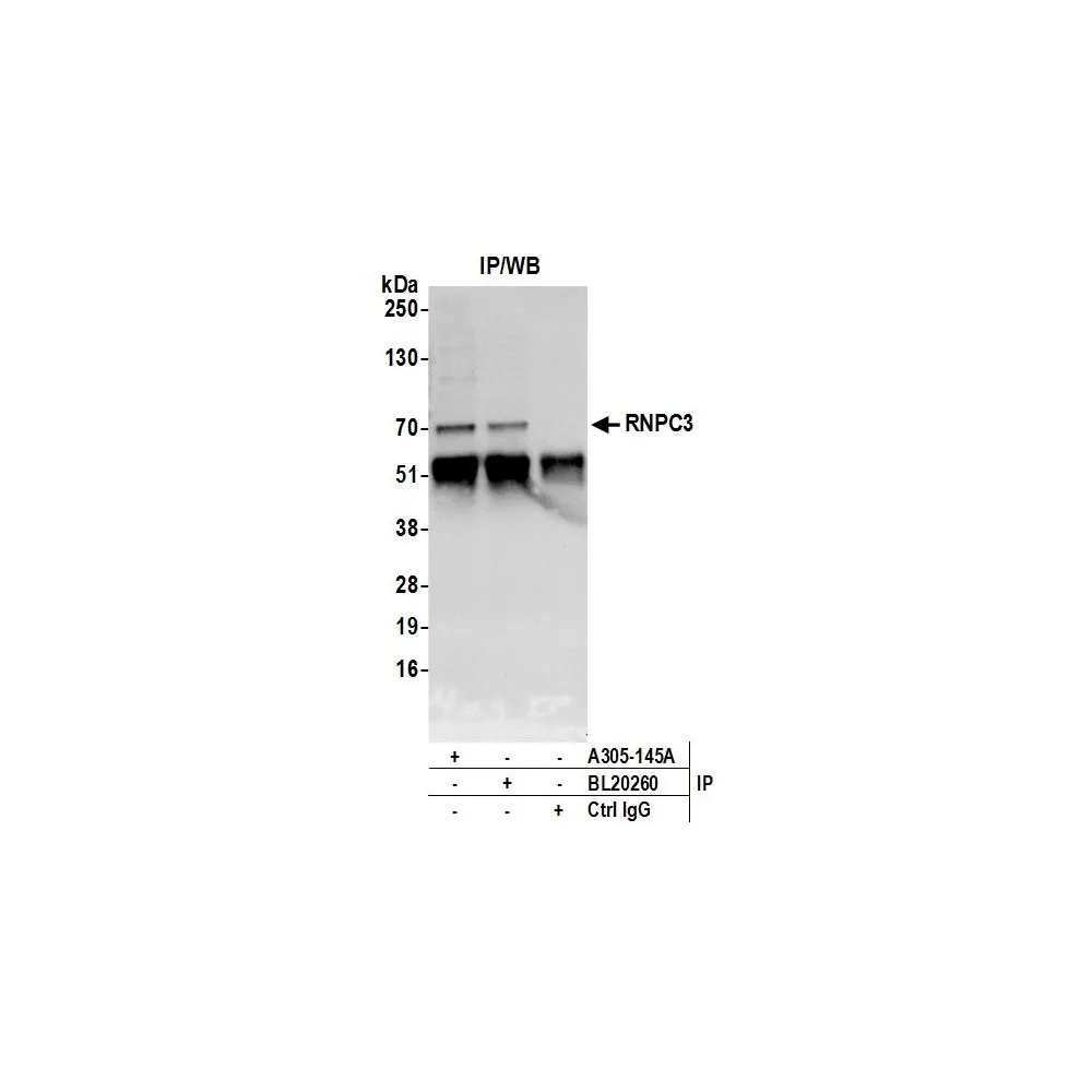 Rabbit anti-RNPC3 Antibody, Affinity Purified