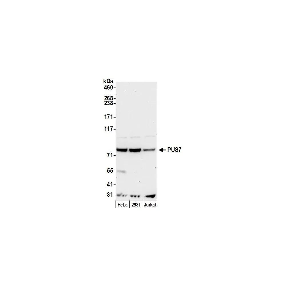 Rabbit anti-PUS7 Antibody, Affinity Purified