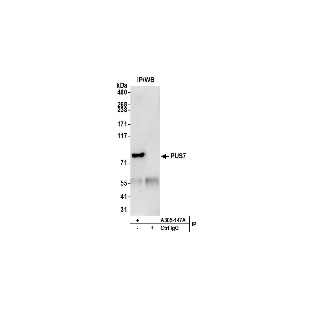 Rabbit anti-PUS7 Antibody, Affinity Purified