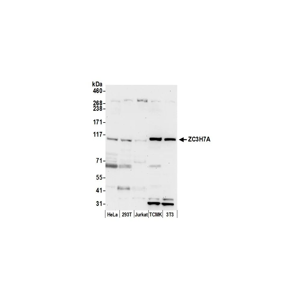 Rabbit anti-ZC3H7A Antibody, Affinity Purified