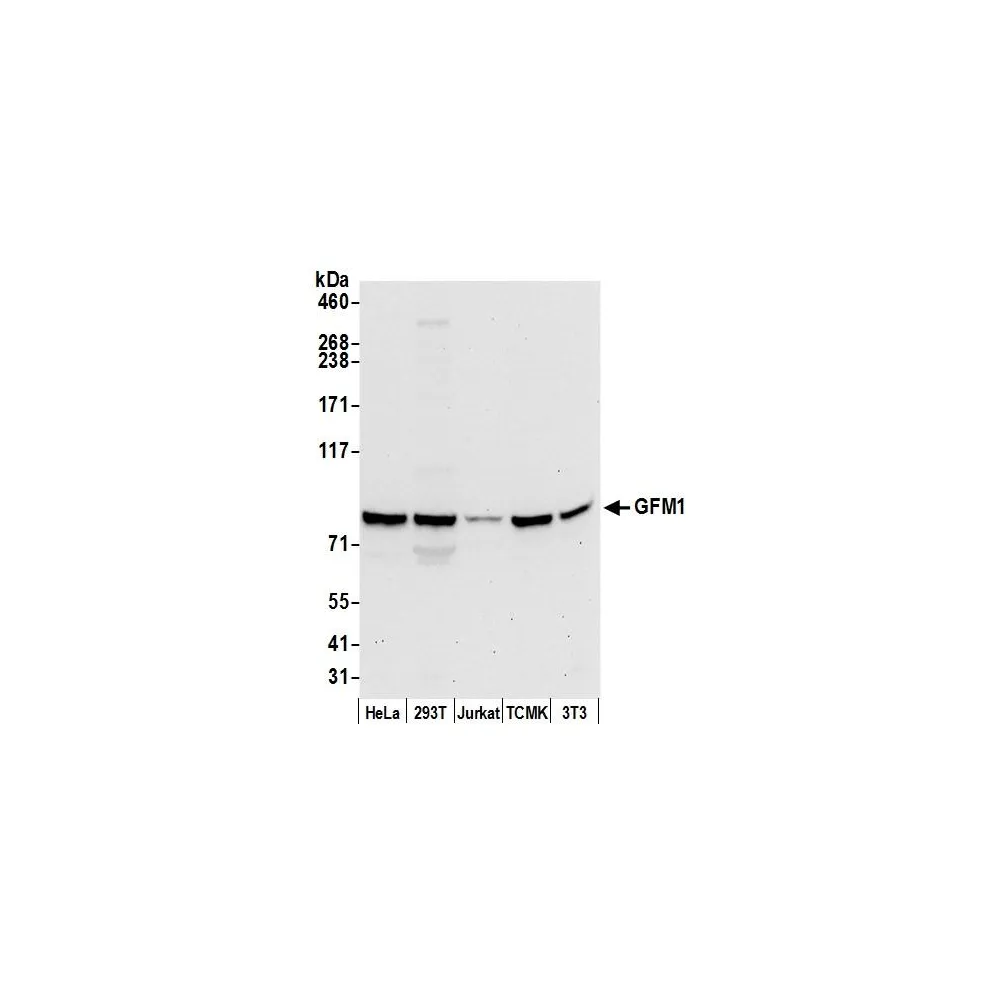 Rabbit anti-GFM1 Antibody, Affinity Purified
