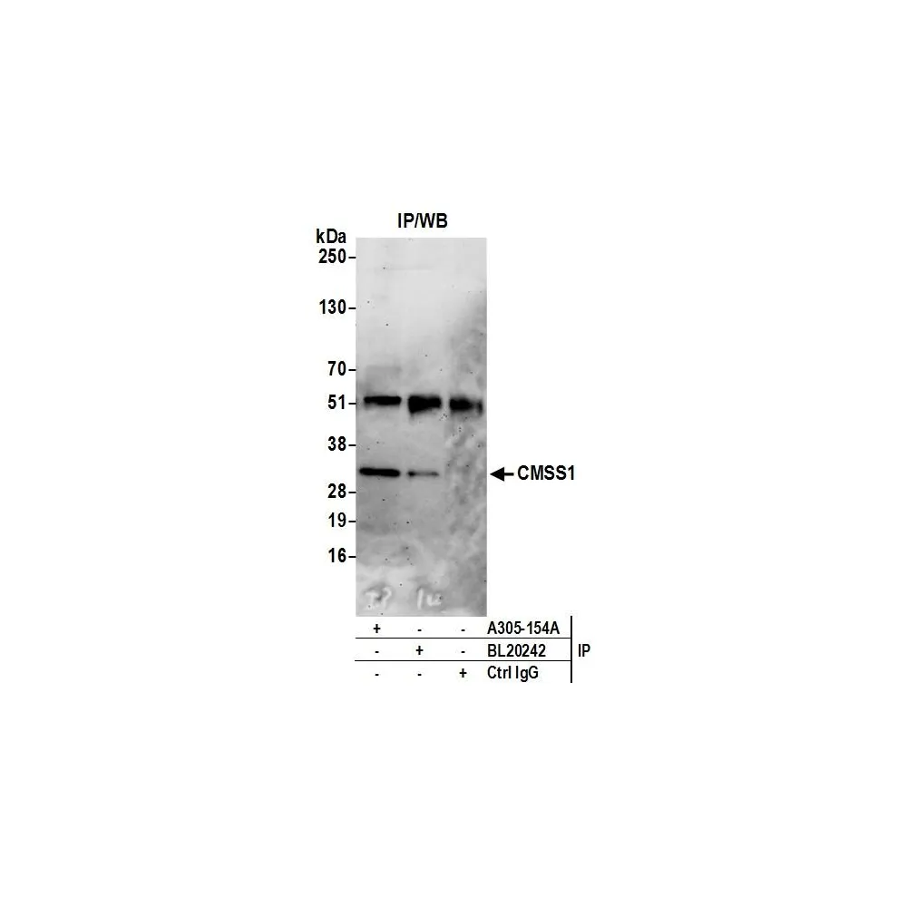 Rabbit anti-CMSS1/C3orf26 Antibody, Affinity Purified
