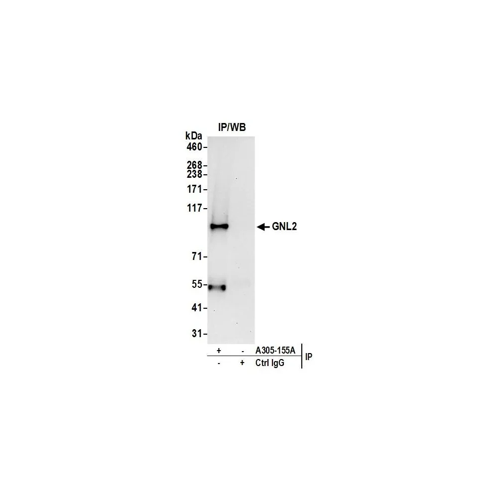 Rabbit anti-GNL2 Antibody, Affinity Purified