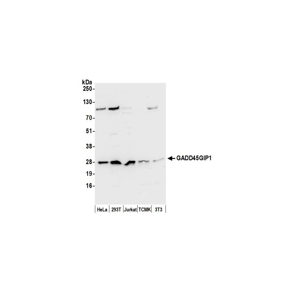 Rabbit anti-GADD45GIP1/CRIF1 Antibody, Affinity Purified