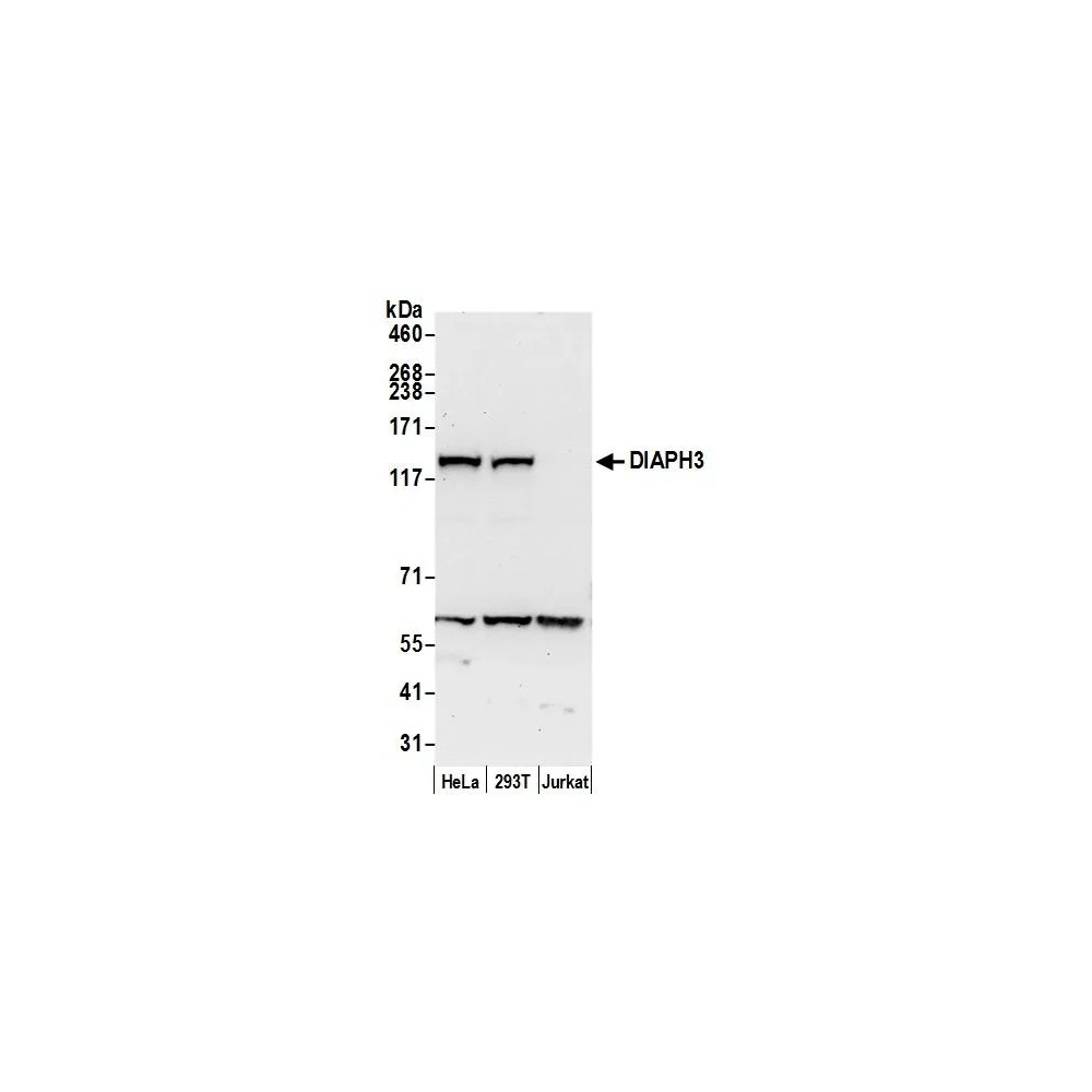 Rabbit anti-DIAPH3 Antibody, Affinity Purified