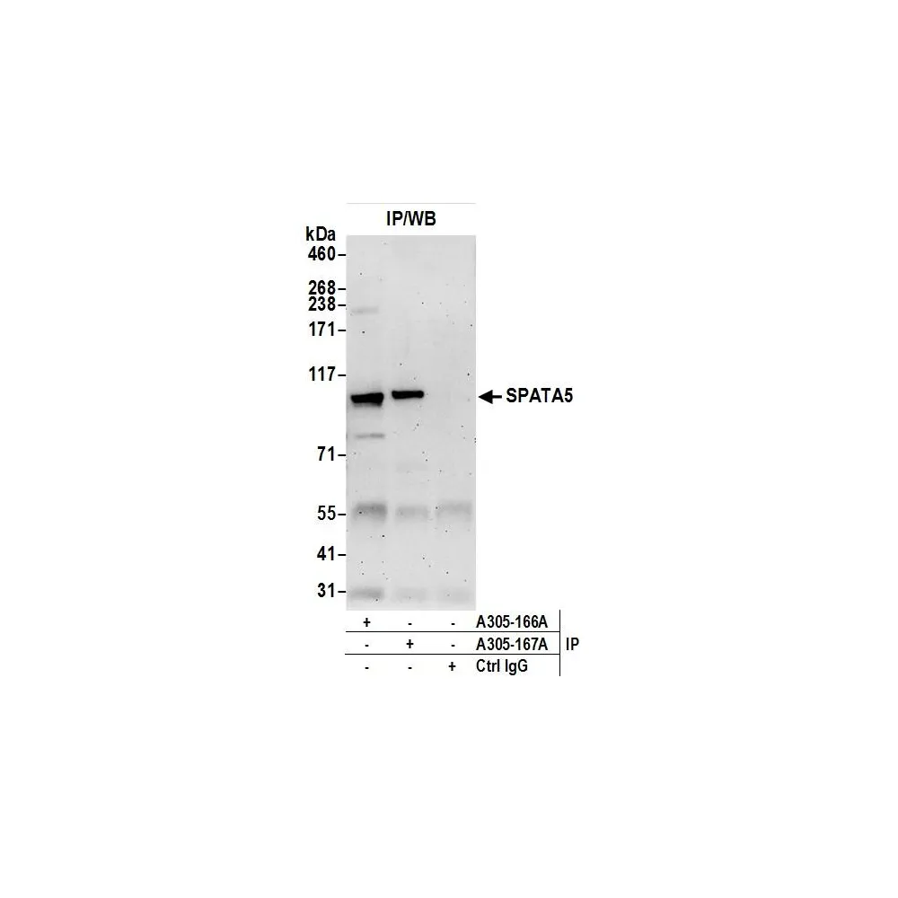 Rabbit anti-SPATA5 Antibody, Affinity Purified