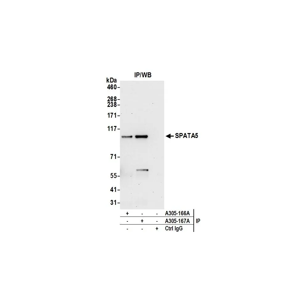 Rabbit anti-SPATA5 Antibody, Affinity Purified