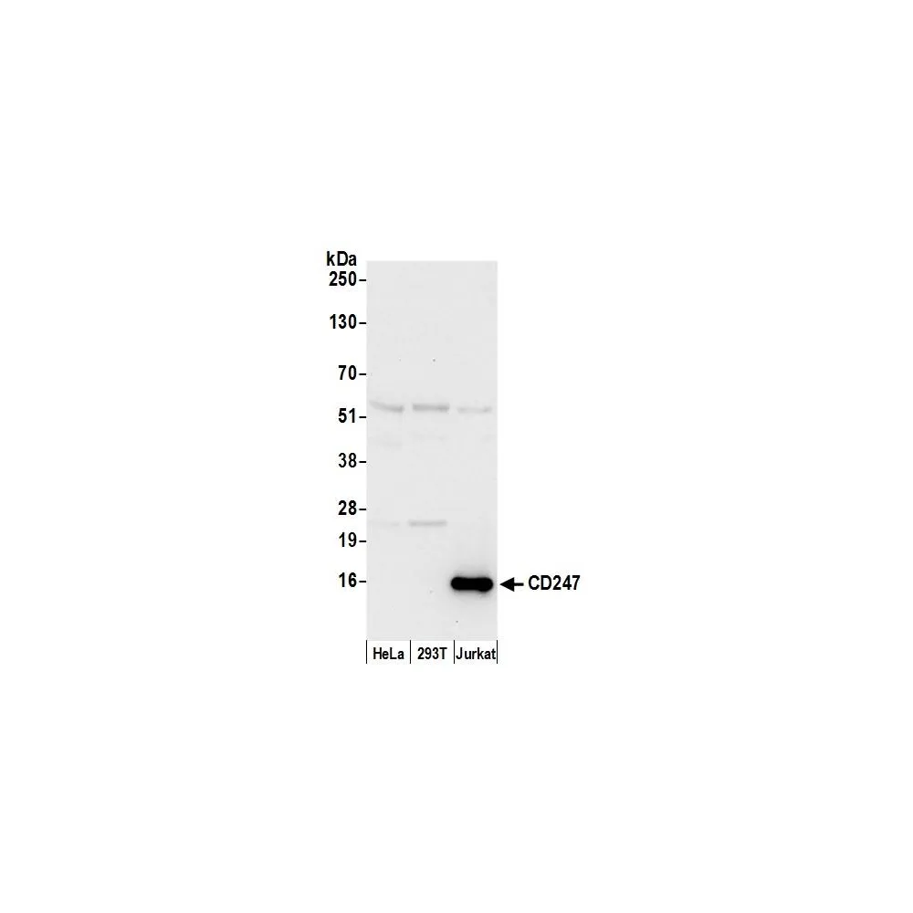 Rabbit anti-CD247/CD3Z Antibody, Affinity Purified