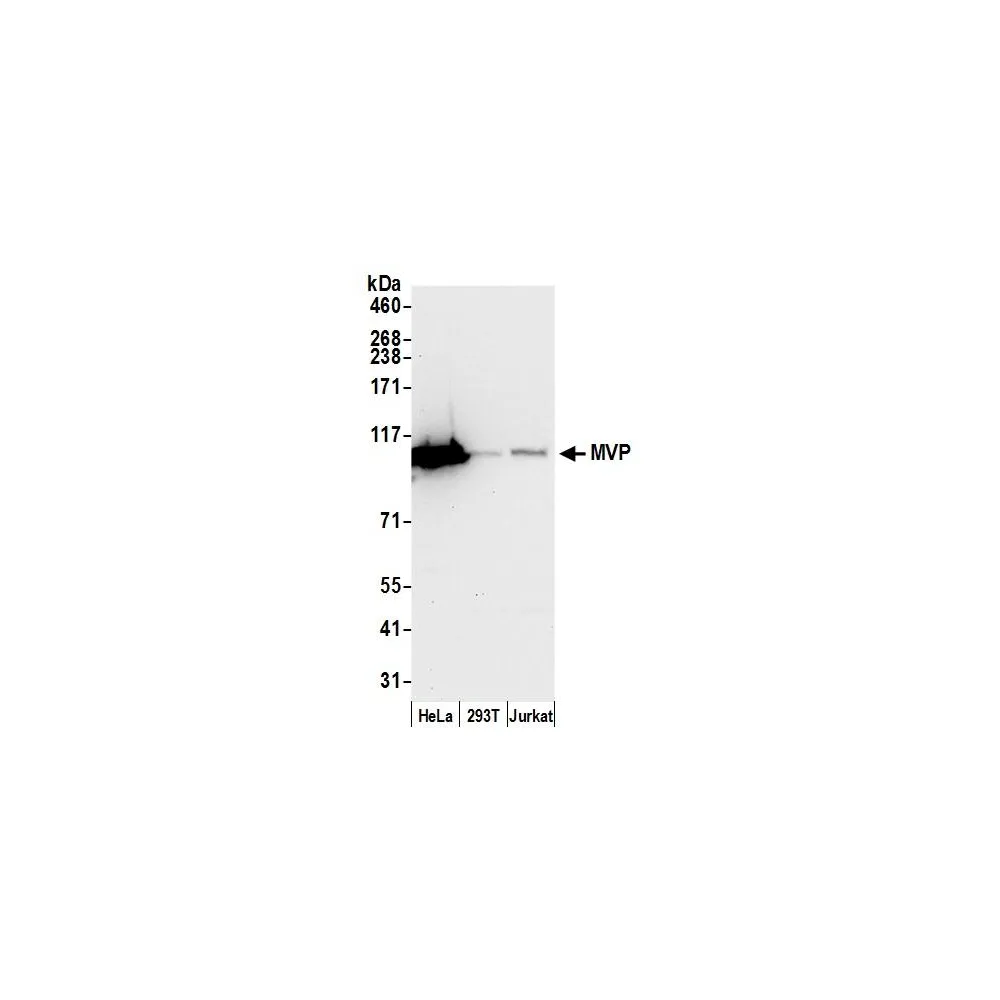 Rabbit anti-MVP/Major Vault Protein Antibody, Affinity Purified