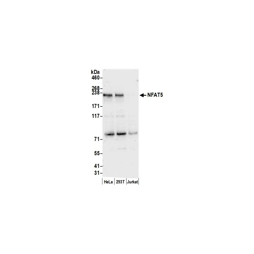 Rabbit anti-NFAT5 Antibody, Affinity Purified