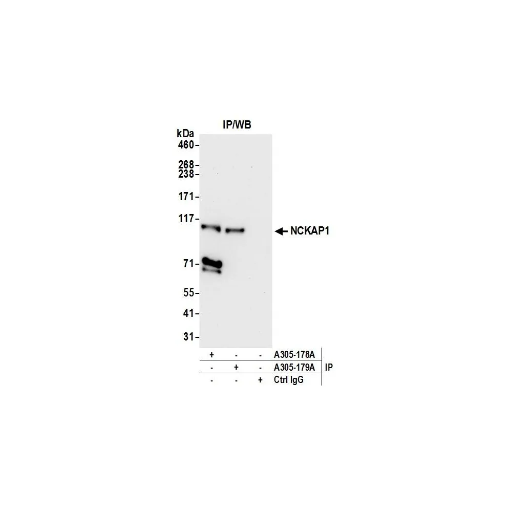 Rabbit anti-NCKAP1/NAP125 Antibody, Affinity Purified