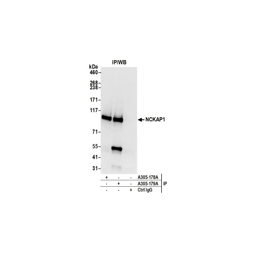 Rabbit anti-NCKAP1/NAP125 Antibody, Affinity Purified