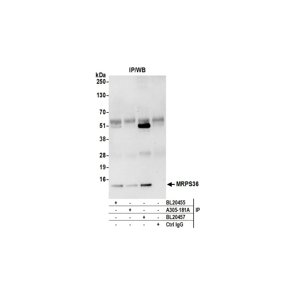 Rabbit anti-MRPS36 Antibody, Affinity Purified