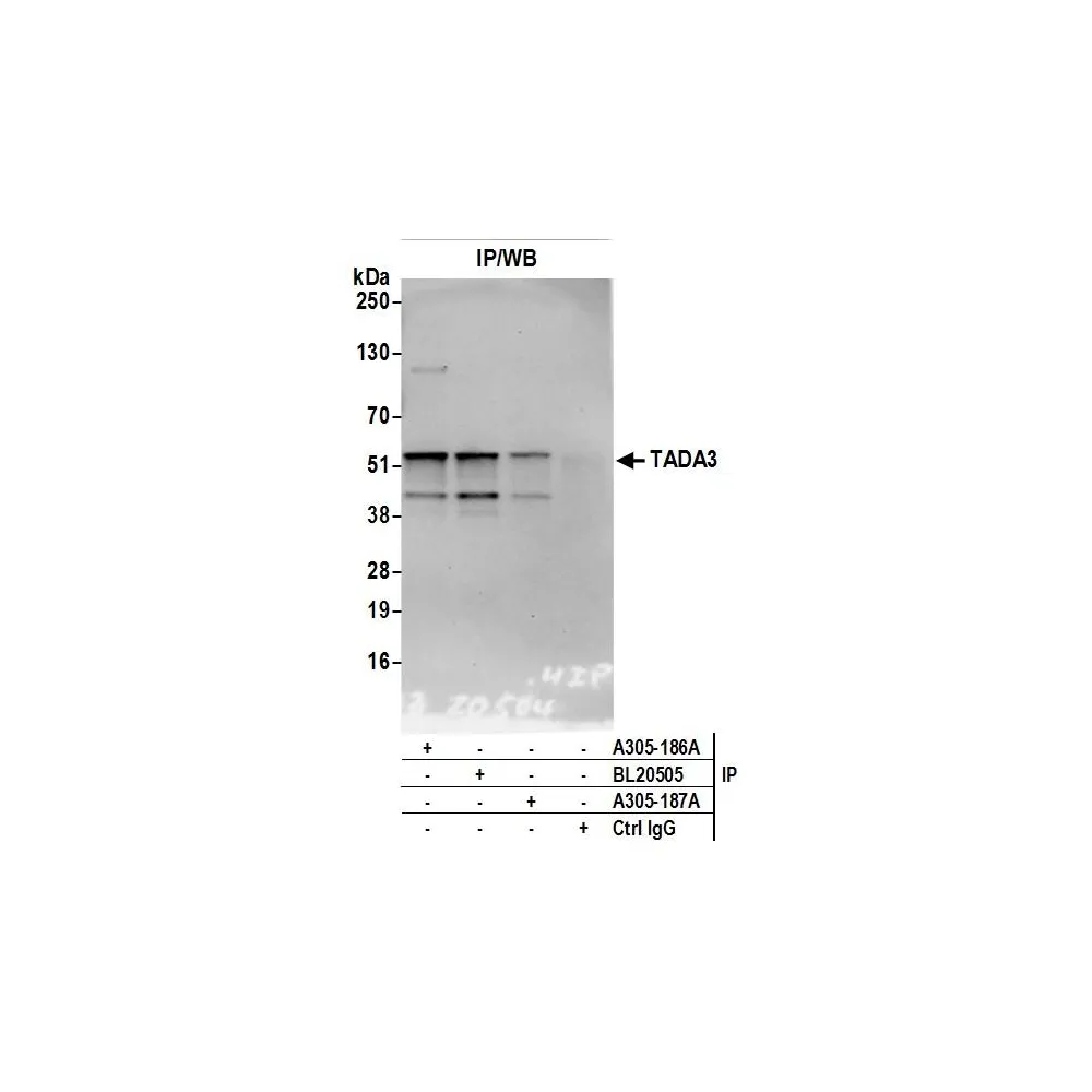 Rabbit anti-TADA3/TADA3L Antibody, Affinity Purified