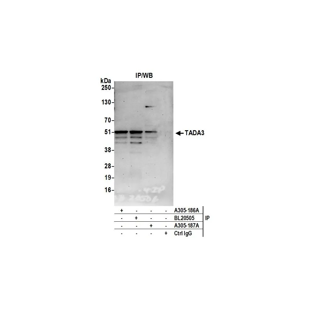Rabbit anti-TADA3/TADA3L Antibody, Affinity Purified
