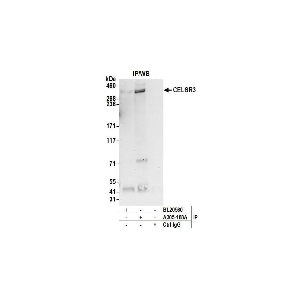 Rabbit anti-CELSR3/Flamingo Homolog 1 Antibody, Affinity Purified