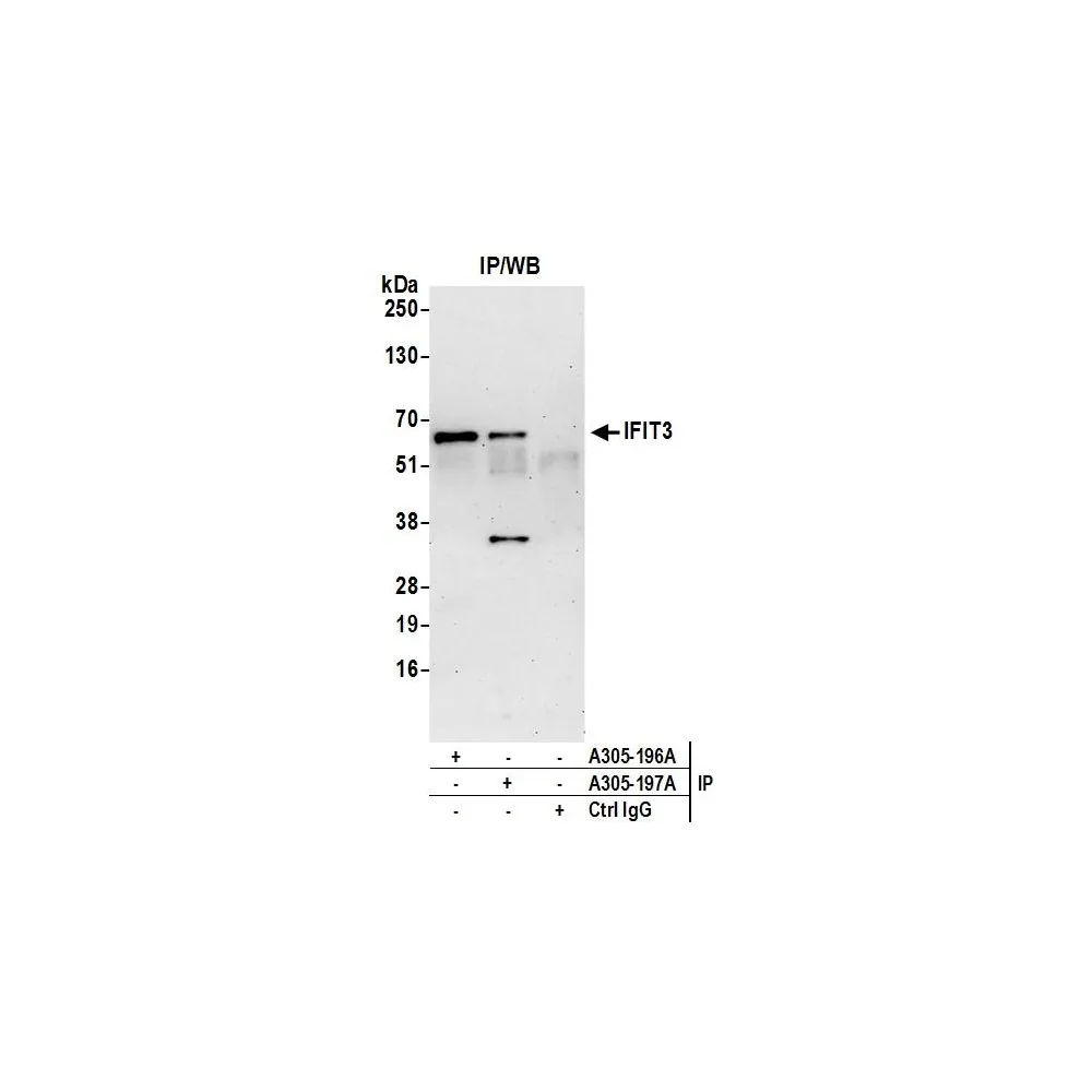Rabbit anti-IFIT3 Antibody, Affinity Purified