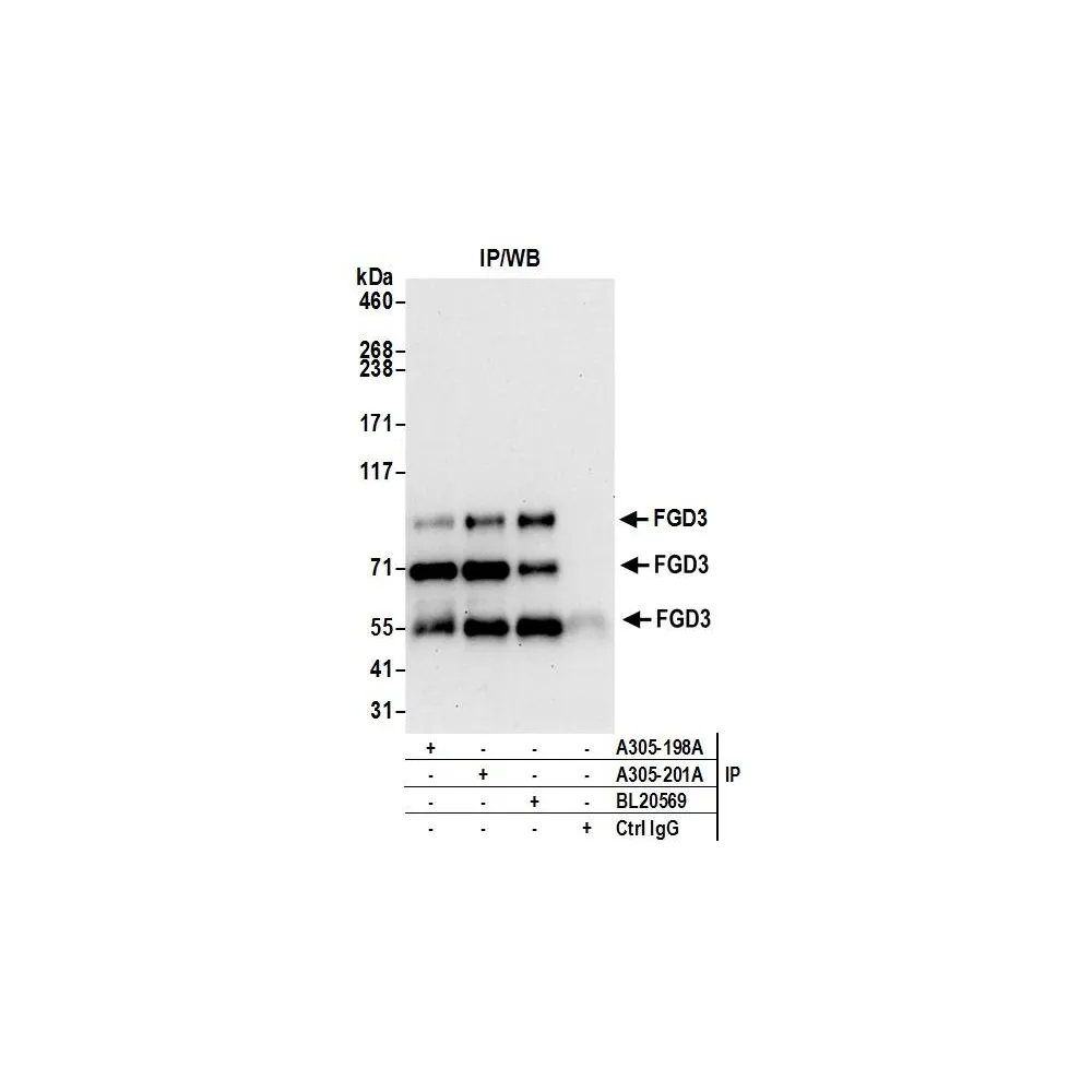 Rabbit anti-FGD3 Antibody, Affinity Purified