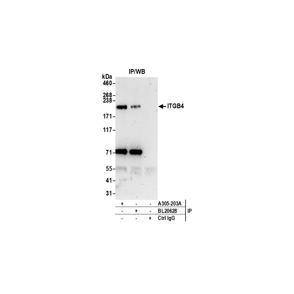 Rabbit anti-ITGB4/CD104/Integrin beta-4 Antibody, Affinity Purified