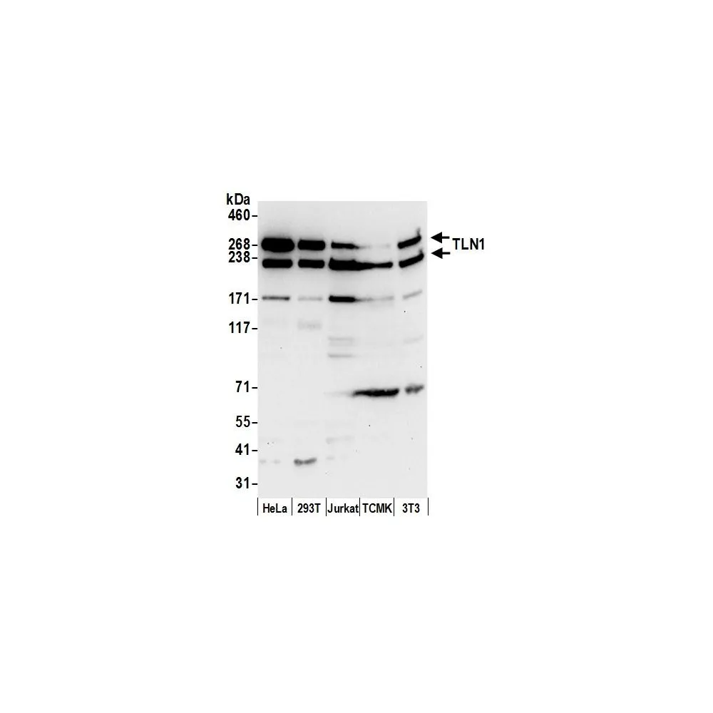 Rabbit anti-TLN1/Talin-1 Antibody, Affinity Purified