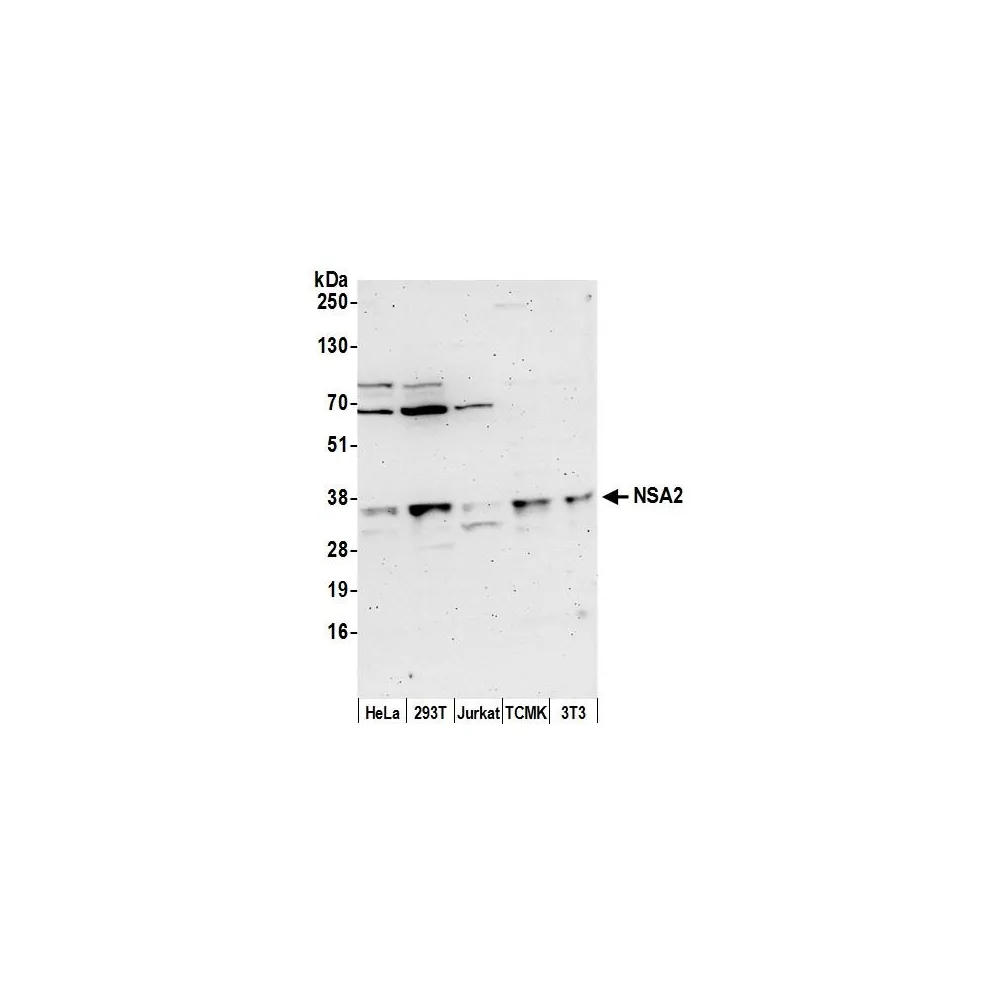 Rabbit anti-NSA2/TINP1 Antibody, Affinity Purified