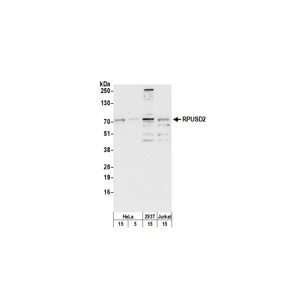 Rabbit anti-RPUSD2 Antibody, Affinity Purified