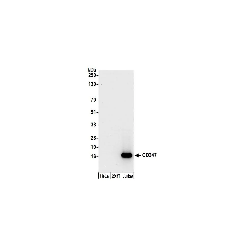 Rabbit anti-CD247/CD3Z Antibody, Affinity Purified