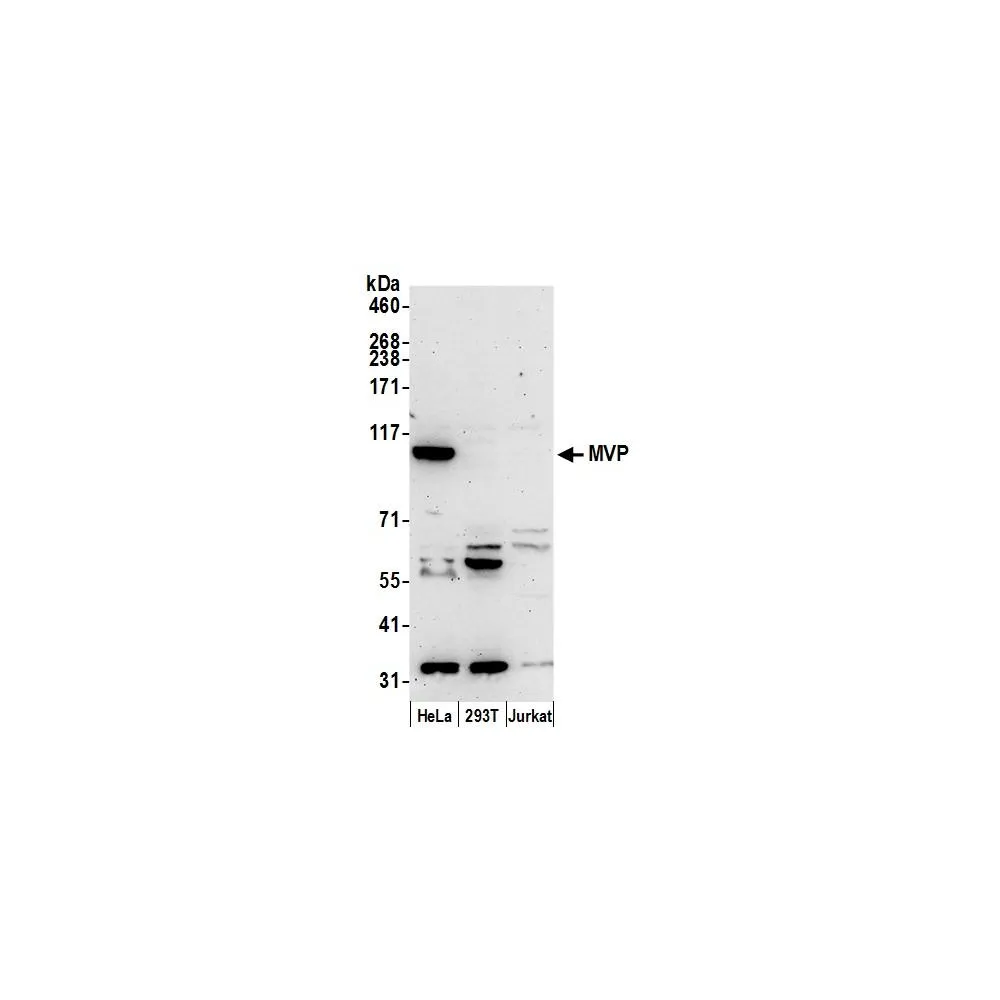 Rabbit anti-MVP/Major Vault Protein Antibody, Affinity Purified