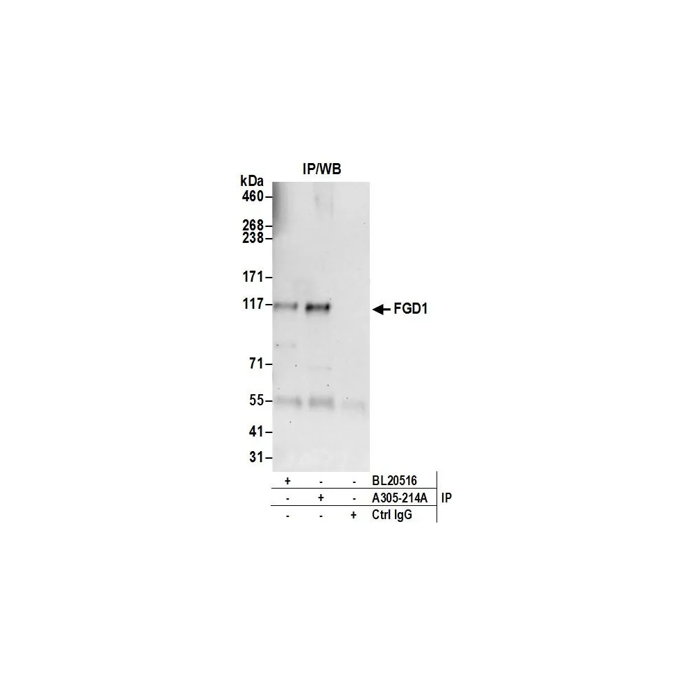 Rabbit anti-FGD1 Antibody, Affinity Purified