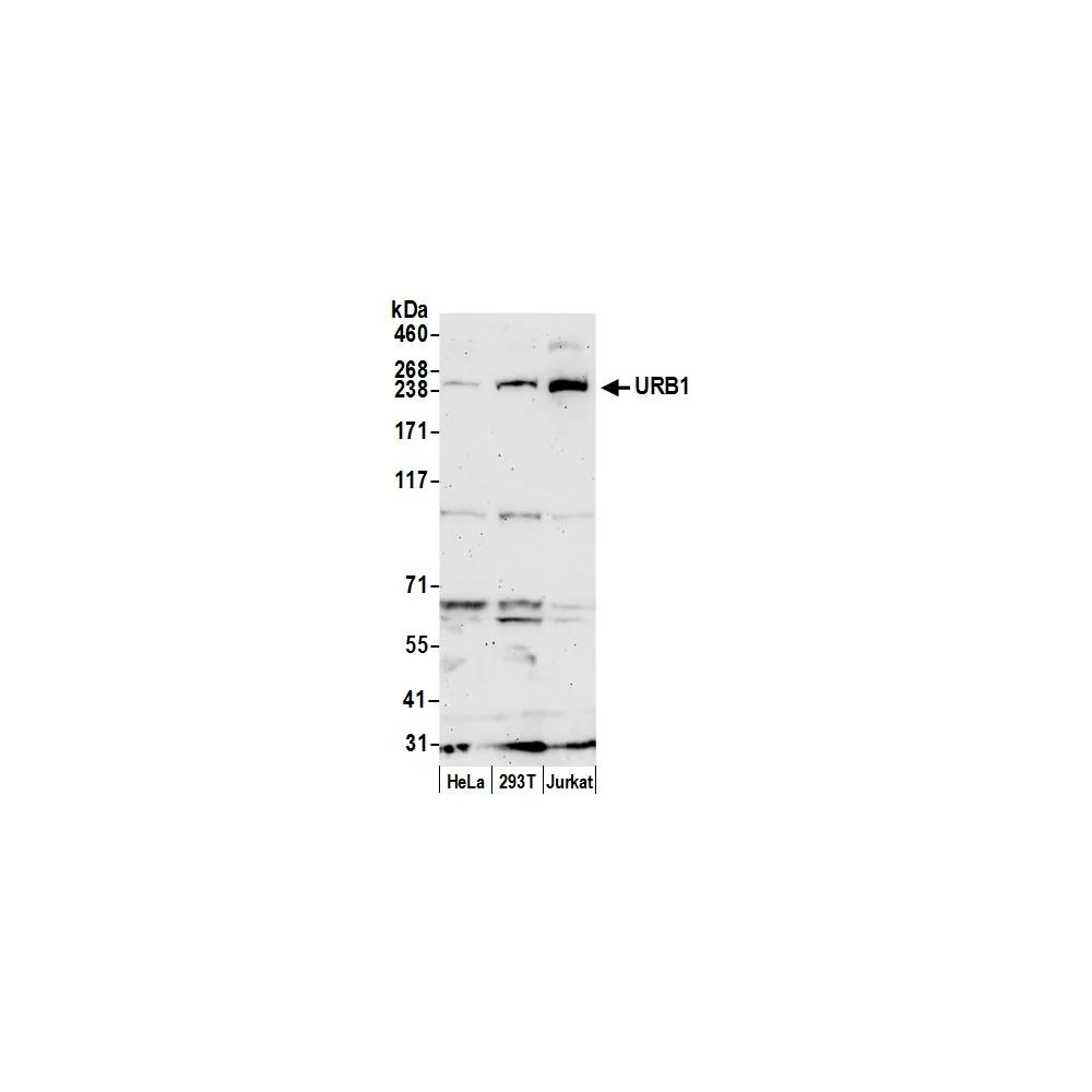 Rabbit anti-URB1/NPA1 Antibody, Affinity Purified