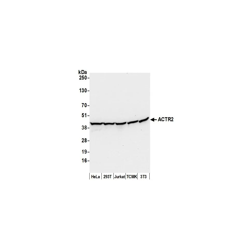 Rabbit anti-ACTR2/ARP2 Antibody, Affinity Purified