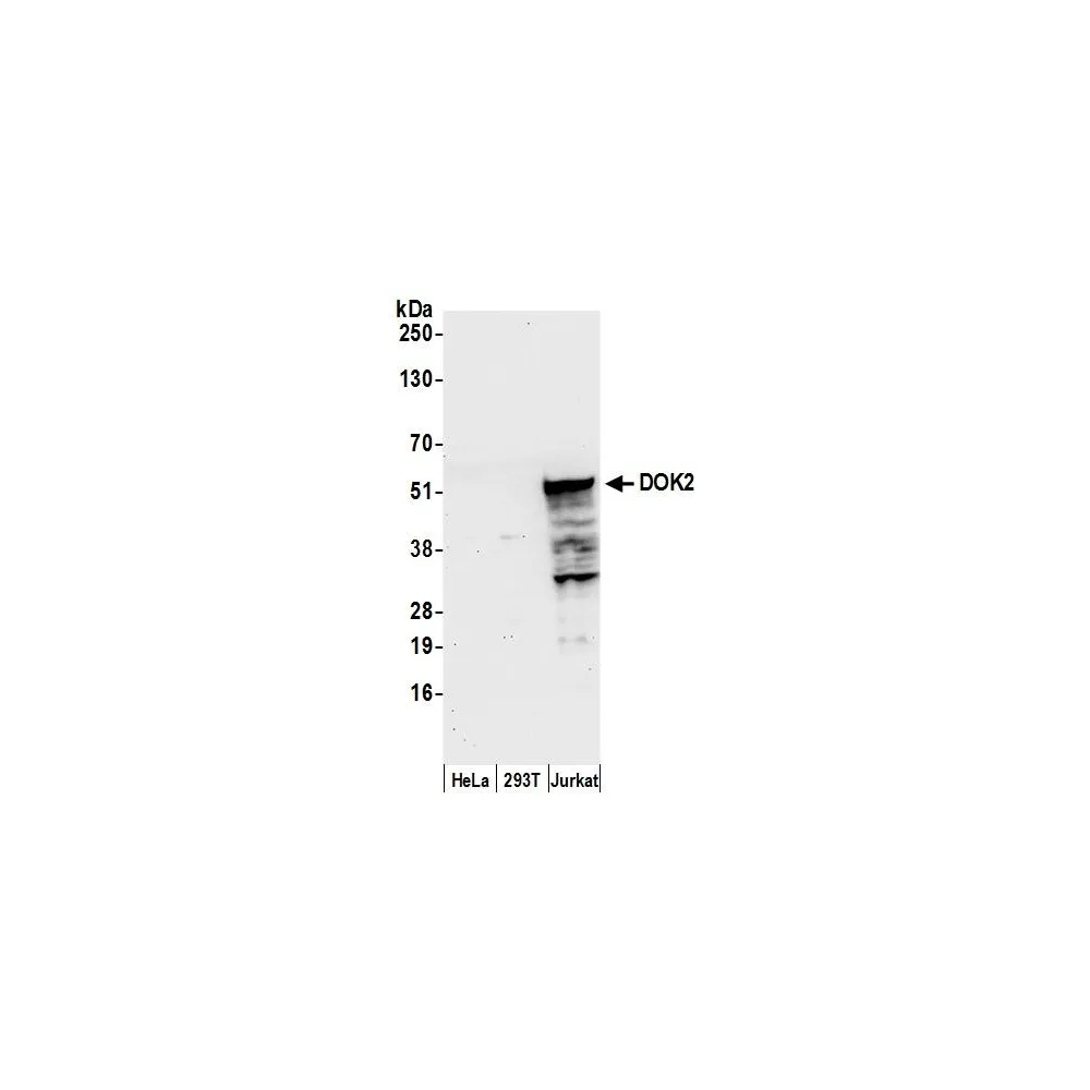 Rabbit anti-DOK2 Antibody, Affinity Purified