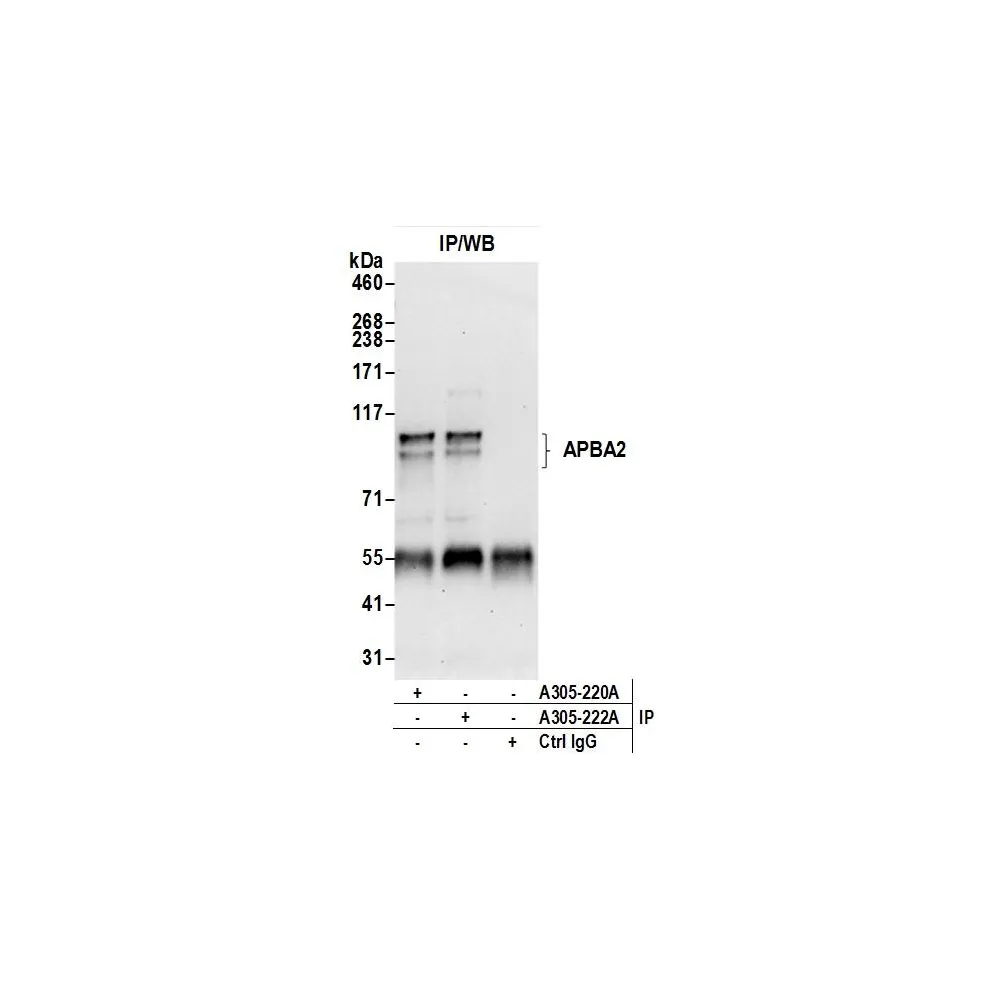 Rabbit anti-APBA2 Antibody, Affinity Purified
