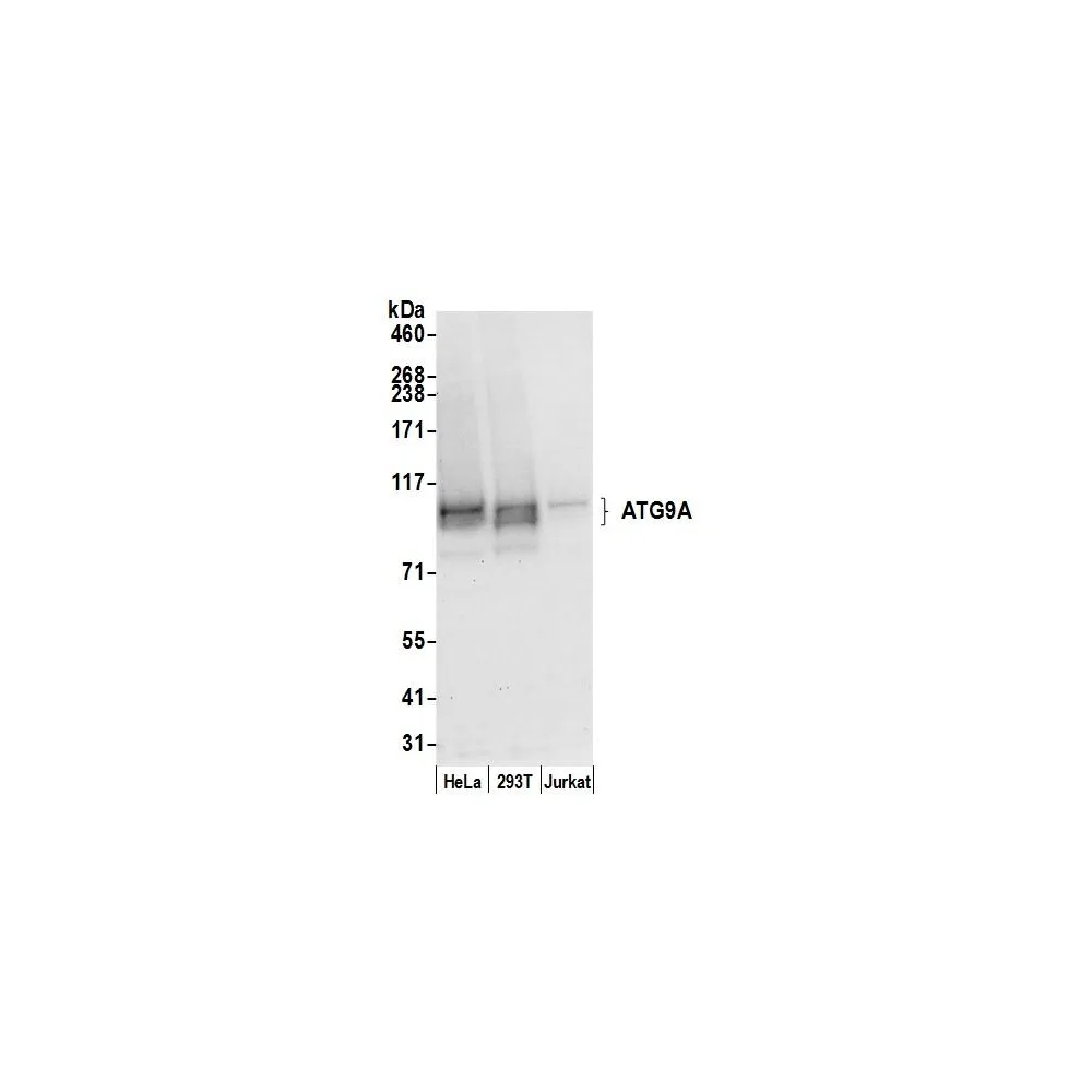 Rabbit anti-ATG9A Antibody, Affinity Purified