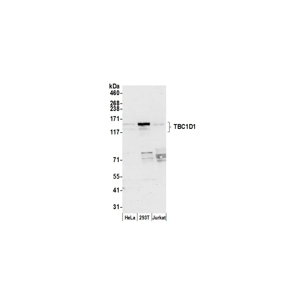 Rabbit anti-TBC1D1 Antibody, Affinity Purified