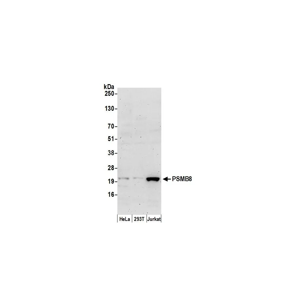 Rabbit anti-PSMB8/LMP7 Antibody, Affinity Purified