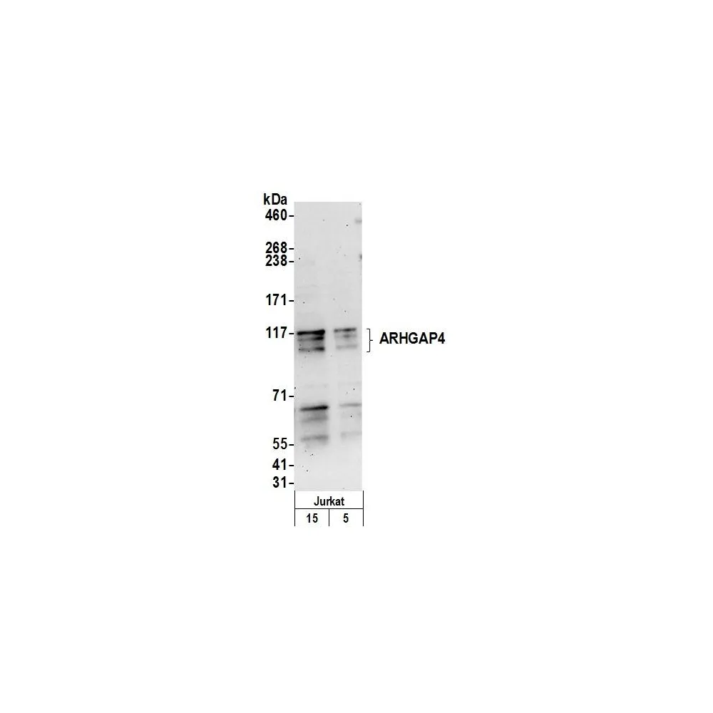 Rabbit anti-ARHGAP4 Antibody, Affinity Purified