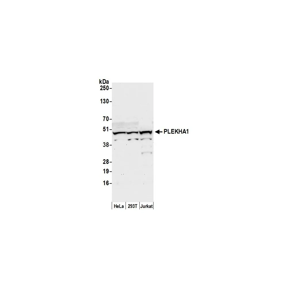 Rabbit anti-PLEKHA1/TAPP1 Antibody, Affinity Purified